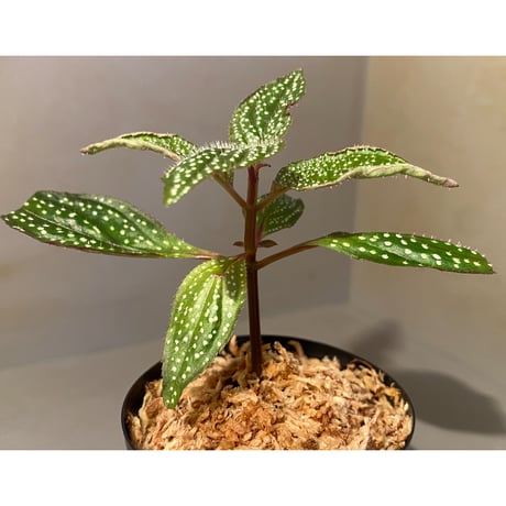 Sonerila sp. wf1 from Phang Nga Thailand [KZT]