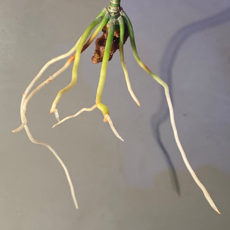 Aglaonema pictum from Aceh sumatera [LA0121-01z