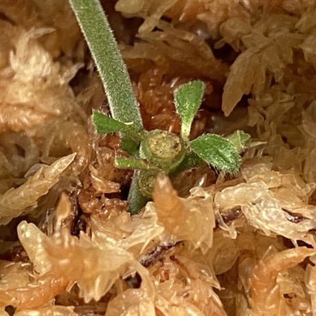 Ruellia devosiana from Brazil