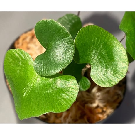 Adiantum reniforme