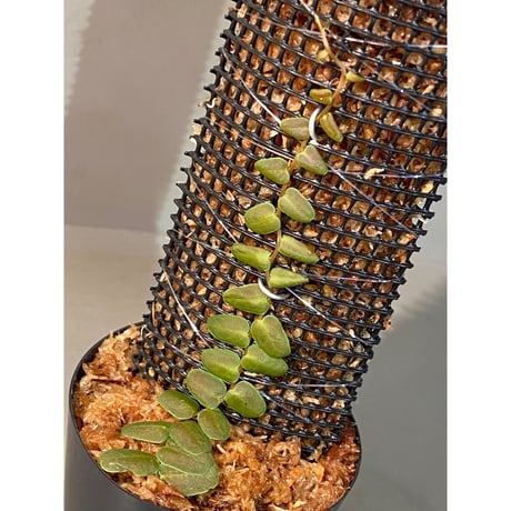 Marcgravia sp. "Bronze"
