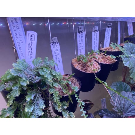 Selaginella sp. from Iquitos Peru [tanakay]