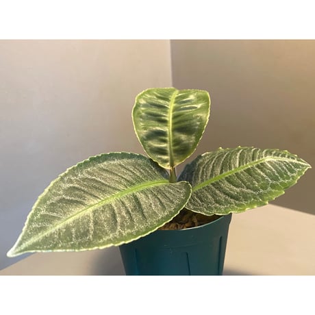 Ardisia sp. from Aceh Selatan [HW0816-03]