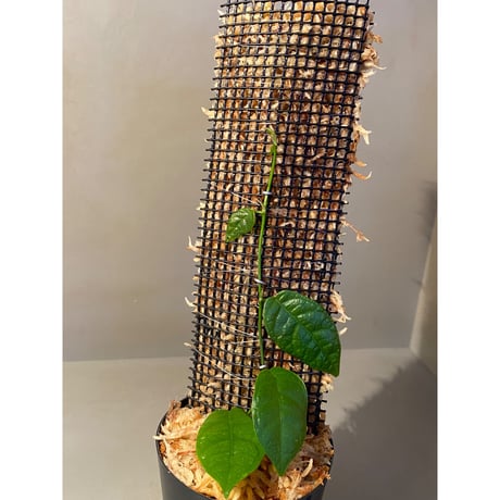 Ficus sp. "Kayulapis" Kalimantan barat [TB]