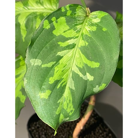 Aglaonema pictum "Blue Nias" from Pulau Nias [AZ0912-3.5]