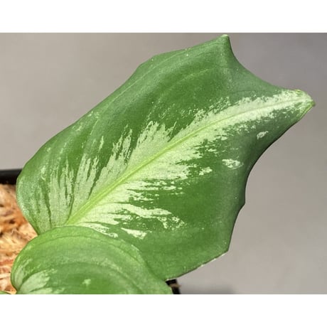 Aglaonema pictum "Gigant" from Padang [AZ0914-1b]