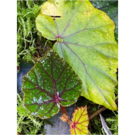 Begonia sp. from North Toraja [S0919-02] 伊藤蟻植物農園