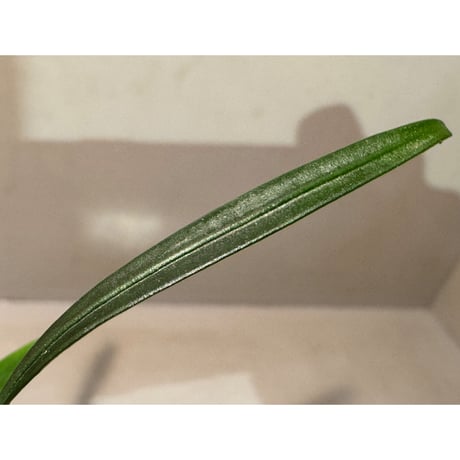 Bakoaella cf. nakamotoi from Melawi West Kalimantan (Mサイズ)