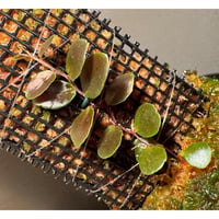 Marcgravia sp. "Azreal"