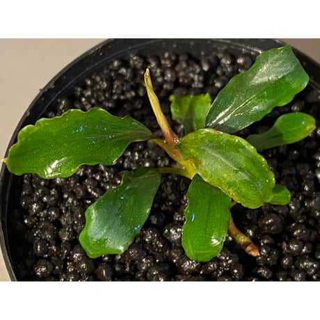 Bucephalandra sp. from "Pakak 3" [MF0417-5A]