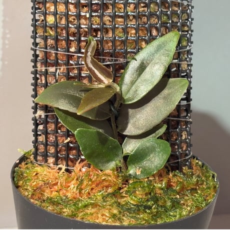 Marcgravia sp. "Azreal"