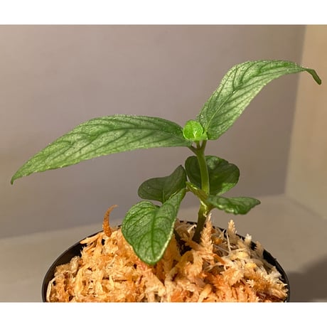 Ophiorrhiza? sp. "Kab. Sanggau" Kal barat [TB]