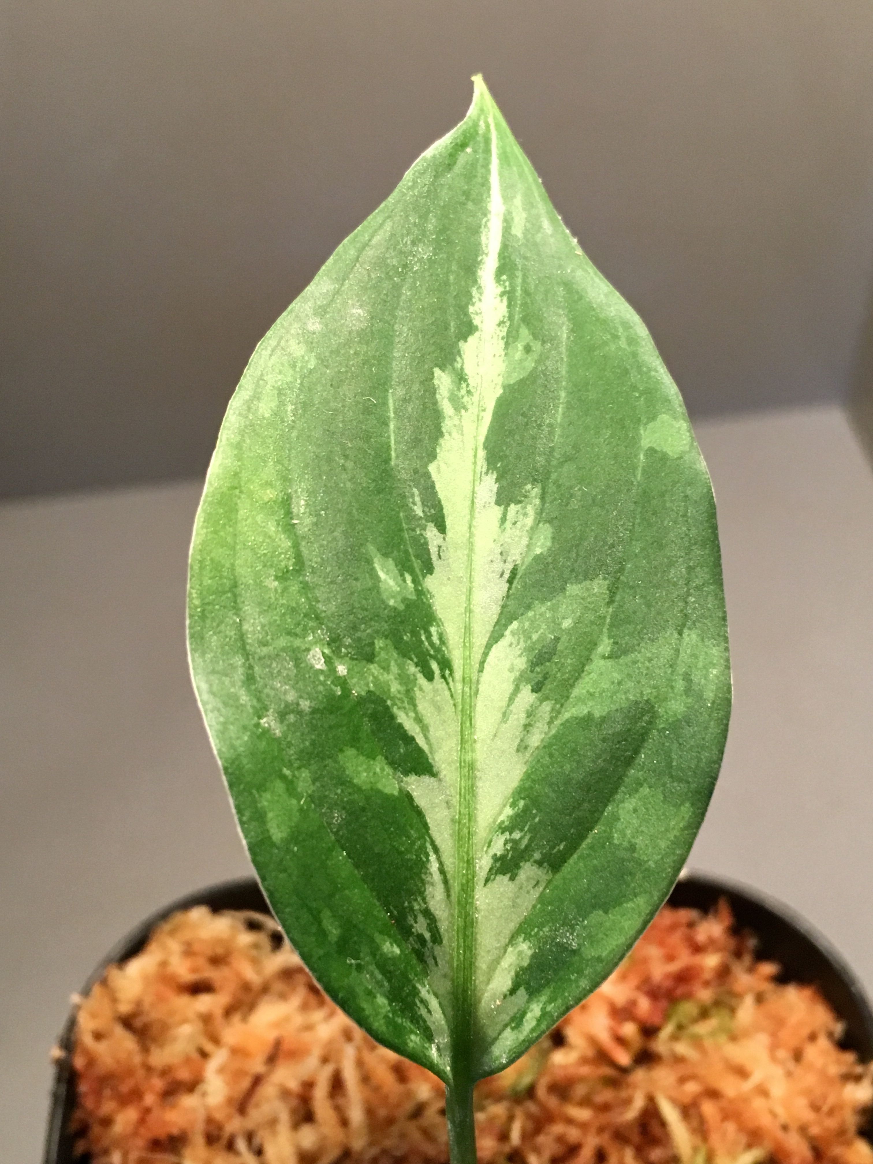 Aglaonema pictum GW1507 