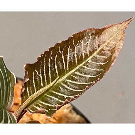 Ardisia sp. from Perlis Malaysia