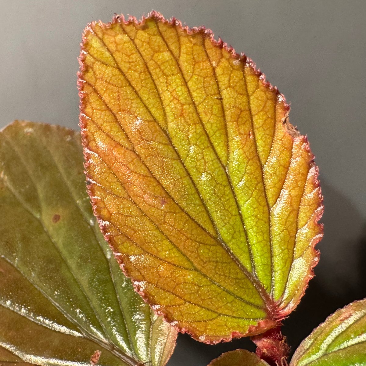 専用　超希少❣️Begonia sp. 'Kapuas hulu' 赤毛　ベゴニア Begonia.sp Kapuas hulu West Kalimantan barat ベゴニアsp