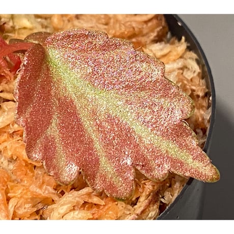 Begonia '煉獄-壱' [LA hyb.-f1-01]