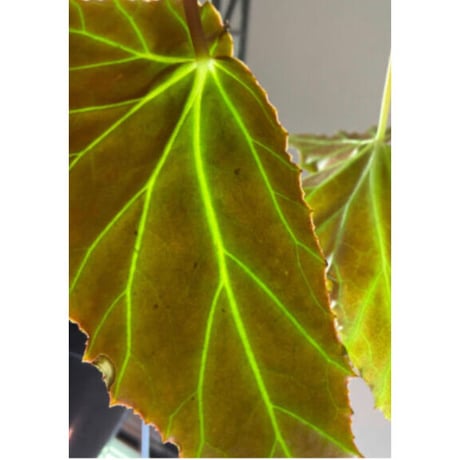 Begonia cf. laruei from Aceh sumatera [LA0216-02]
