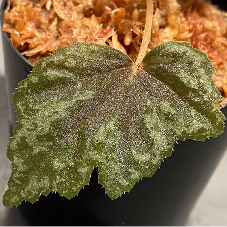 Begonia cv. Jaggy [LA0314-00-f1]