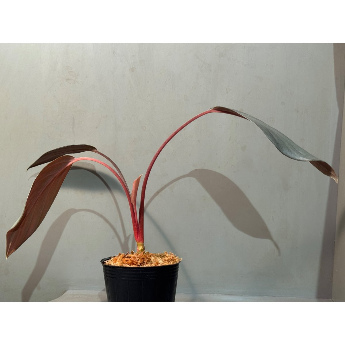 Homalomena sp. 