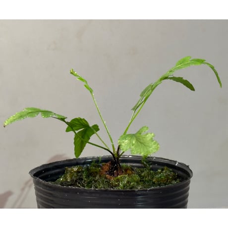 Blechnum obtusatum var. obtusatum from New Caledonia (固有種)