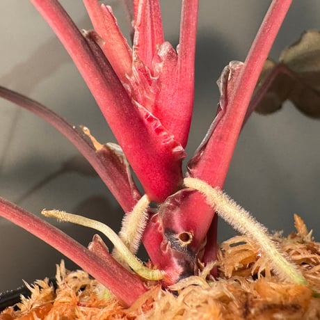 Homalomena sp. "Pink Velvet Long Leaf" from Kepulauan Riau