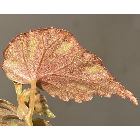 Begonia sp. from North Toraja [S0919-06] 伊藤蟻植物農園
