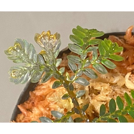 Selaginella picta