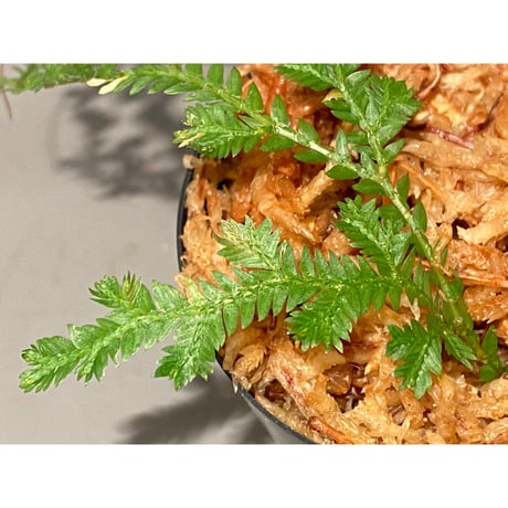 Selaginella sp. from Iquitos Peru [tanakay]