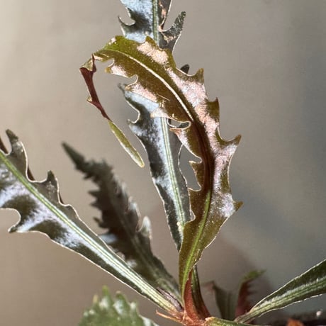 Labisia sp. from Jambi Sumatera ①