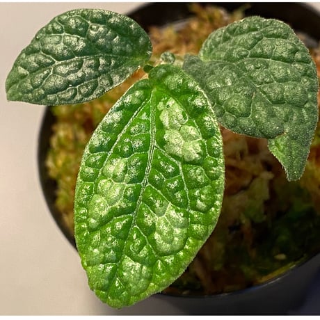 Elatostema sp. (Sri Lanka) ?