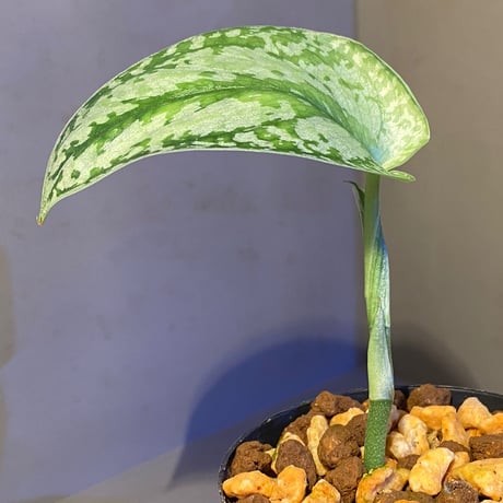 Scindapsus pictus "Tricolor" from West Borneo