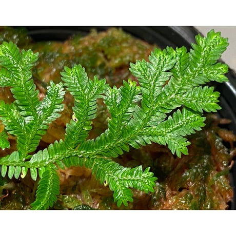 Selaginella biformis [STRINGE PLANTS]