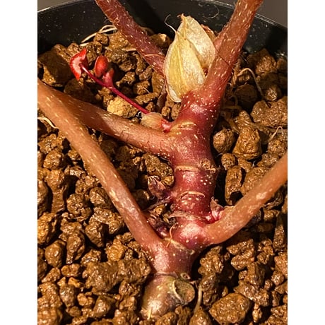 Begonia ferox from Northern Vietnam