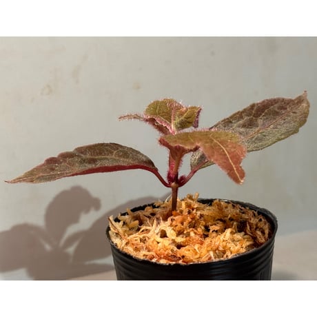 謎草 from Iquitos Peru [tanakay]