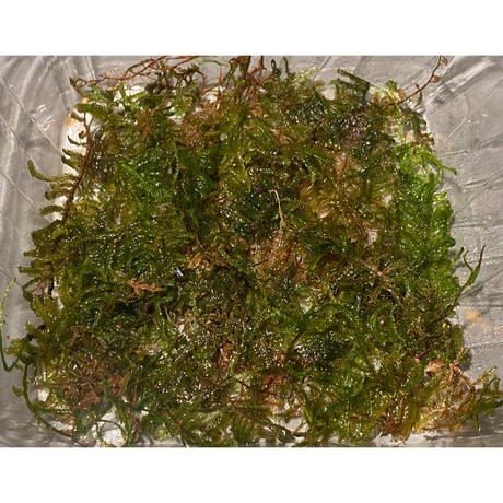 Moss from Myanmar
