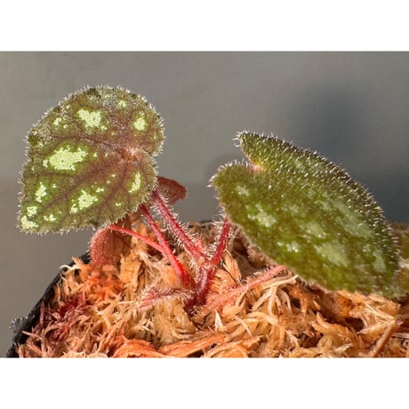 ベゴニア | STORES