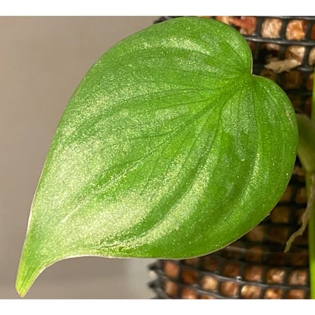 Philodendron sp. from Iquitos Peru [tanakay]