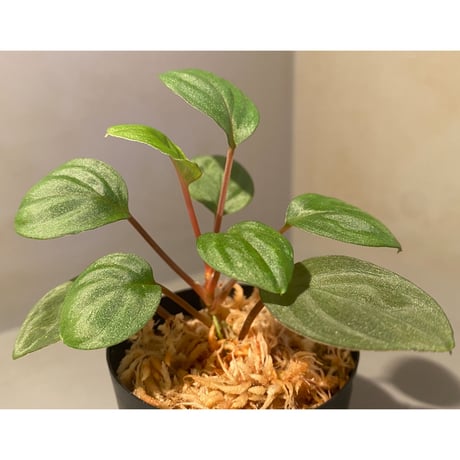 Homalomena sp. from Bukit Fraser [KN]