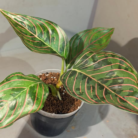 Aglaonema Red Army