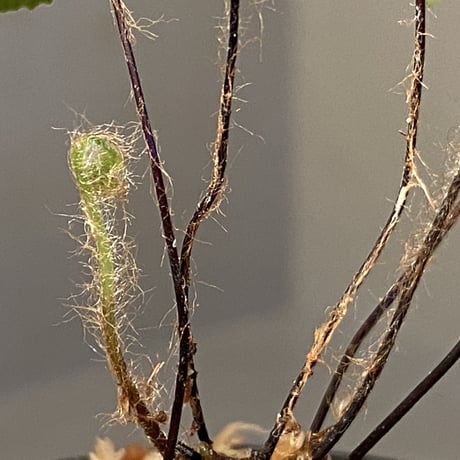 Adiantum reniforme