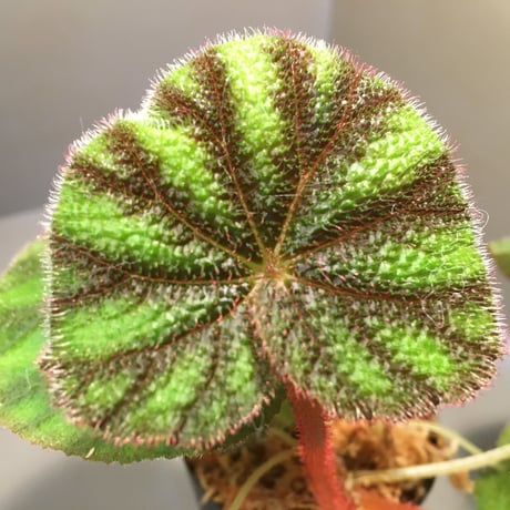 Begonia versicolor from Ha Giang WF1 [YH]