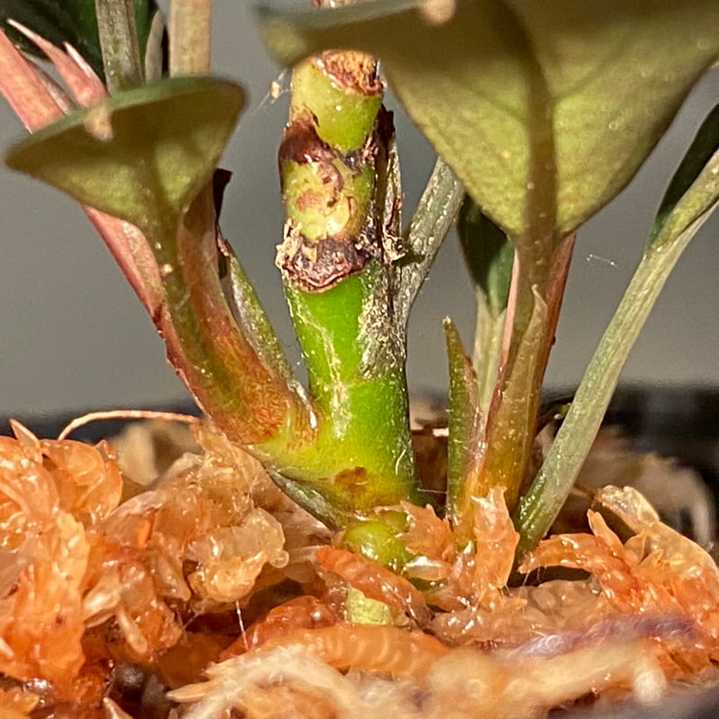 BUCEPHALANDRA for ヒューメリック 2芽) Bucephalandra sp. 