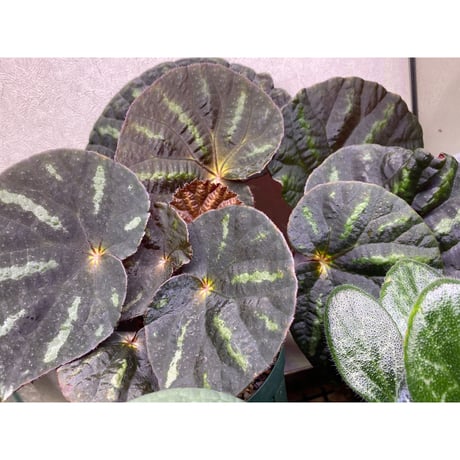Begonia sp. from Cao Bang [YH251019] TK
