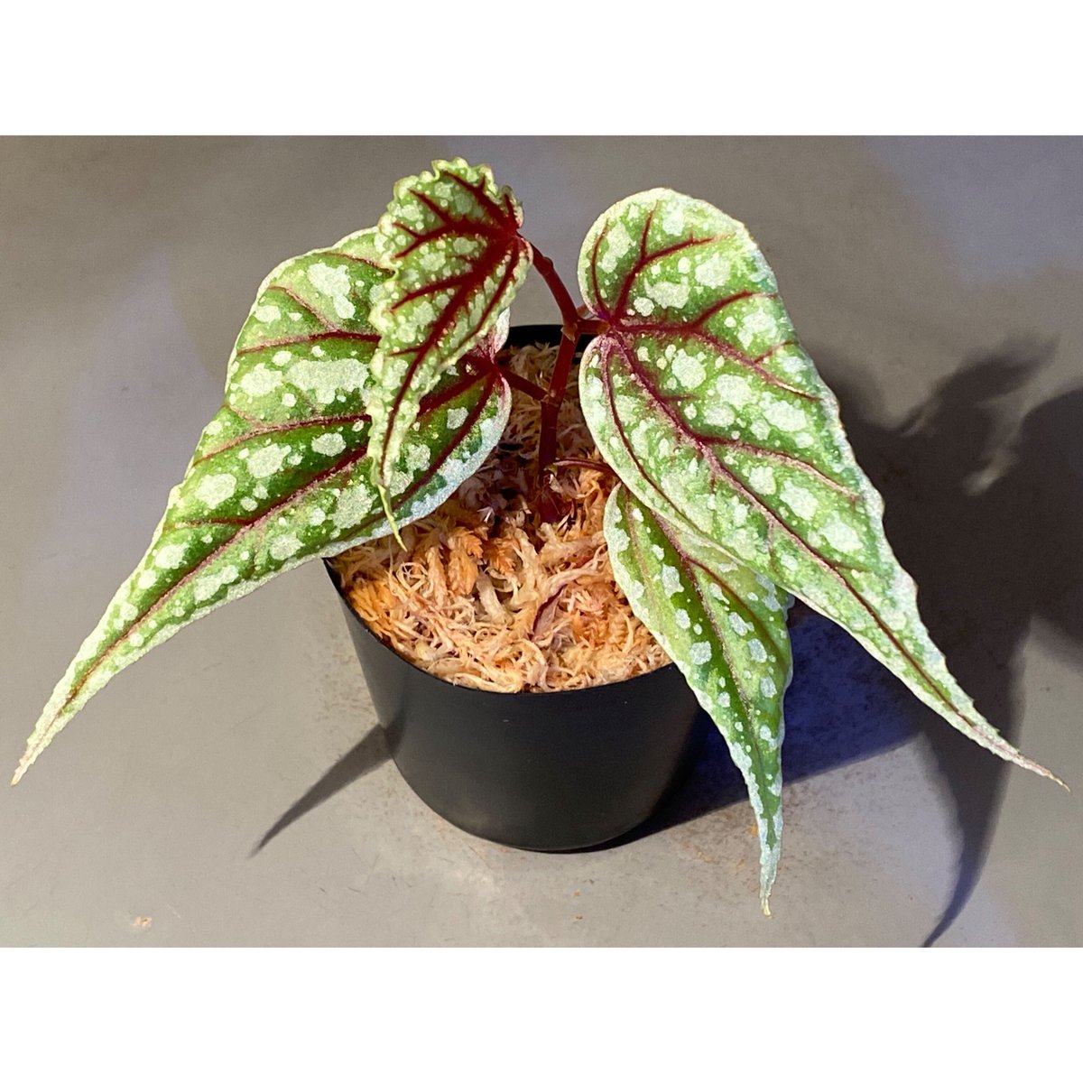 Begonia sp. from Sarikei [R1214-03a] | M・R・G・R