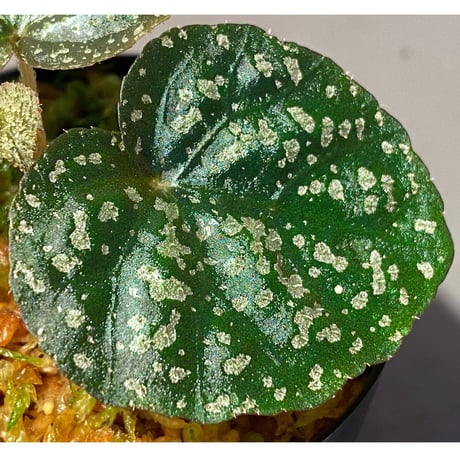 Begonia sp. from Trat Thailand