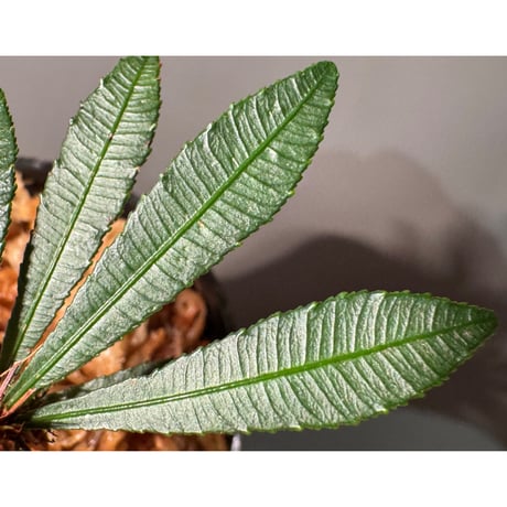 Sauvagesia serrata from West Kalimantan ②