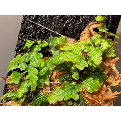 Teratophyllum "Birdwing-fern" from Bentong [AZ0117-3]