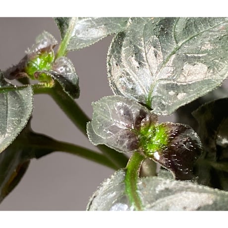 Ophiorriza sp. "鋼" from Aceh Selatan [HW0816-03]