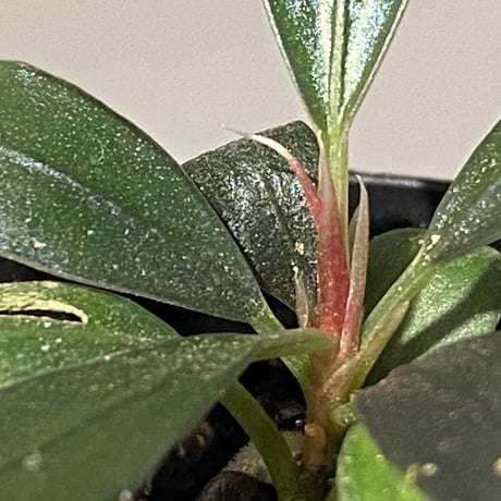 Bucephalandra sp. "Black Pearl"