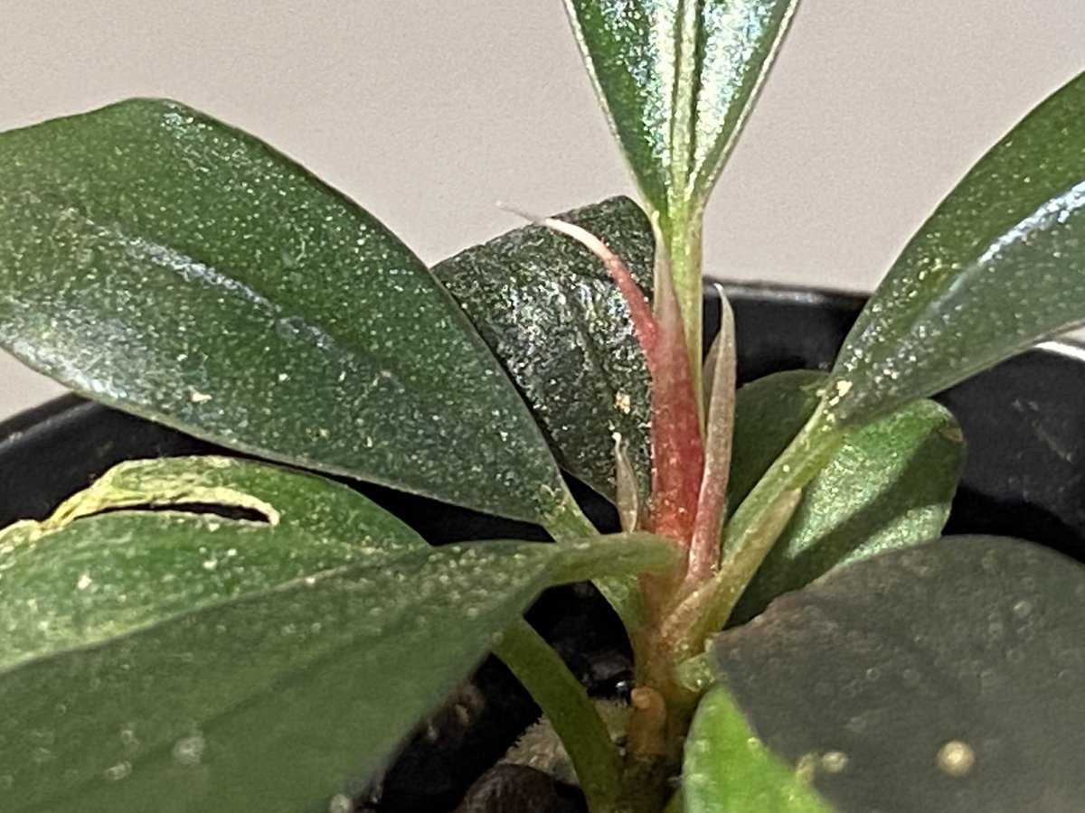 Bucephalandra sp. 